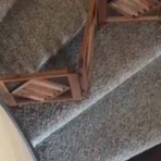 猫の動画 ねこわん！