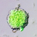 ドイツ名門大学「STAP細胞はあるかもしれない、研究して見る価値は十二分にある」