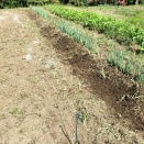 長ネギの植替え