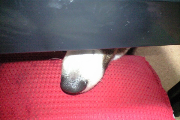 本日もい曜日 むーむーの独り言 本日もい曜日 むーむーの独り言