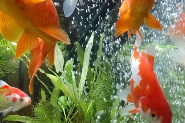 Motiのアクアリウム記録 Moti Aquarium 新人