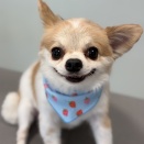 本日のトリミング🐾