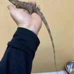 大型熱帯魚屋  ZEEBRA