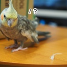 クスィーのトサカ