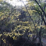 バテバテ山日記