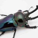 「青っぽい紫紺をどう呼ぶのが正解か問題」