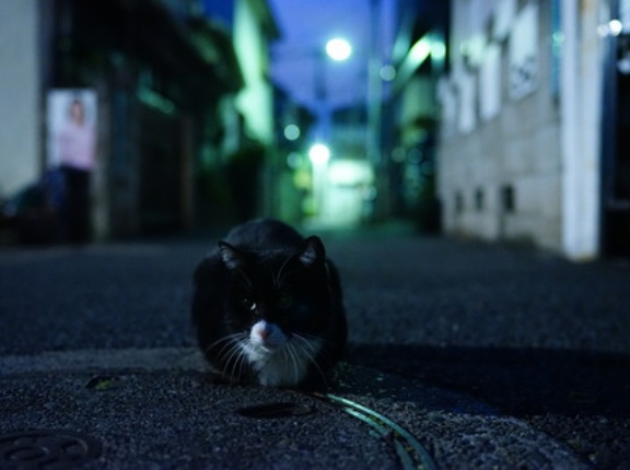 重鎮猫七回忌、女王猫三回忌　20260915