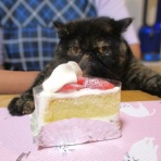 ”猫おでん”あり〼。