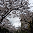 春は再会の季節