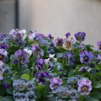 モナガーデン_中西園芸のblog