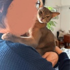 猫たち、Tちゃんをすっかり家族と思ってるような…