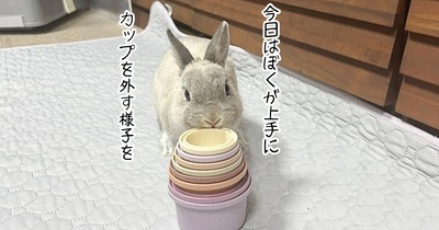 うさぎのルリ(4/12追記)