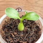 初心者だけど