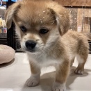 354104 ペキコーギー