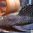 『熱帯魚オススメ情報！』の画像