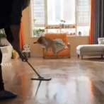 この猫がいたら掃除がはかどること間違いなし…モップ掛けをするたびにピョンピョン