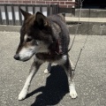 １１歳と高齢犬になった金章犬の豆太君