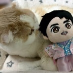 猫だらけ