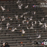 『WBC準決勝 ドミニカ4-1オランダ[3/19]　5回集中打･ドミニカ決勝進出！シエラ･レイエス･エンカーナシオン適時打！ オランダ先制も』の画像