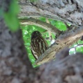 2026天然記念物大銀杏でアオバズクを撮る2🦉📸（足利市鑁阿寺）