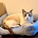 ネコは前向きな生き物です