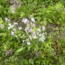 午前は雨の日その2　２０２６年４月７日