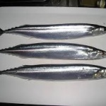 福島で巨大サンマがとれるｗｗｗ　放射能が影響だろう！　いや違うだろ！と議論に！