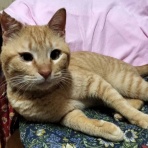 ニャンニャンみずほ　地域猫の会
