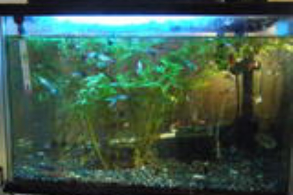 バレジルログ グッピー