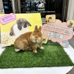 うさぎブログ　うさぎのしっぽ公式ブログ「日々しっぽ」