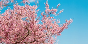 恋人が花のない桜を見分けられなかったり、自然科学の知識が乏しくてびっくりした