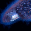 5月18日　刺激的な水中生物