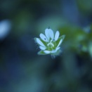 ナルシストを解きほぐす