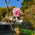 天皇陛下即位記念桜植樹_桜開花