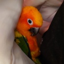 懐の中のインコかわインコ