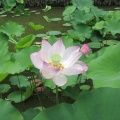 玉城城の大賀蓮
