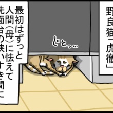 まめこ 10/30着希望 何もかもが上手く行かない日 : まめきちまめこニートの日常