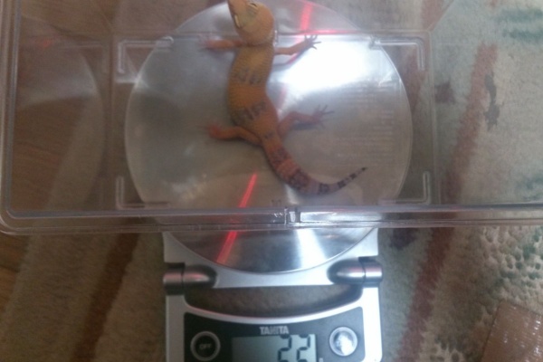 Frog The Blog ヒョウモントカゲモドキ