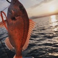 【有明海】春の乗っ込みタイラバと根魚釣り