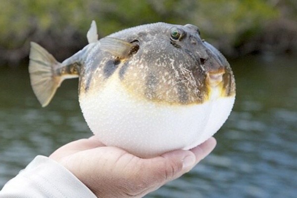 大阪１９歳 フグ釣れたやんけ 全部食ったろ 肝臓ごと完食して緊急搬送 トム速報