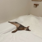 脱力ぼくちん