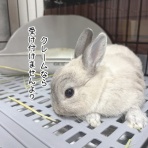 ブンチョ日誌