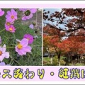 コスモス終わり・紅葉はじめ