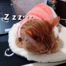 いっちゃんのクッション･･･