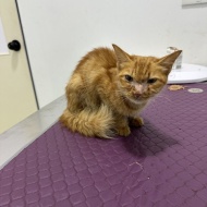 ガリガリのシータさんのみたいな茶トラの子猫を保護しました。①