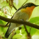 長居公園ご案内 ４月２９日(水・祝)のイベント・THE MEAT OSAKA・サッカープリンスリーグ・U-18女子サッカーリーグ・ネモフィラフェア・特別展「鳥」・都構想・大阪のコロナ・野鳥