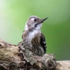 『令和6(2024)年5月21日の鳥さん Vol.2　八柱霊園で野鳥の観察･撮影 コゲラがいっぱい登場!!その他小鳥たちも現る!!』の画像