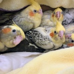 オカメインコ暮らし