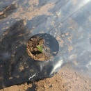 全滅しないことを願う