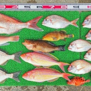 2026年4月22日　釣果